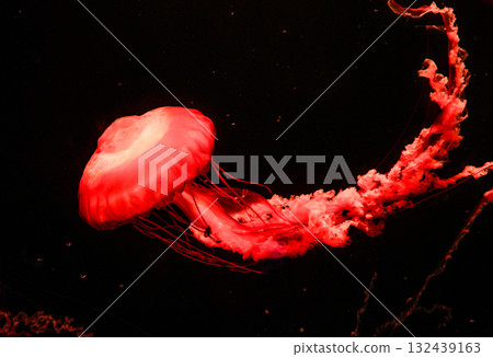 Pacific sea nettles, aquatic animals in the sea Pacific sea nettles, aquatic animals in the sea 132439163