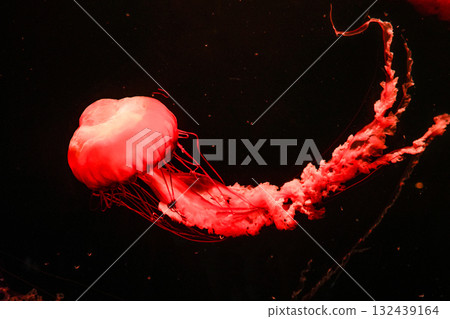 Pacific sea nettles, aquatic animals in the sea 132439164