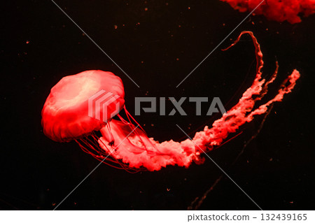 Pacific sea nettles, aquatic animals in the sea Pacific sea nettles, aquatic animals in the sea 132439165