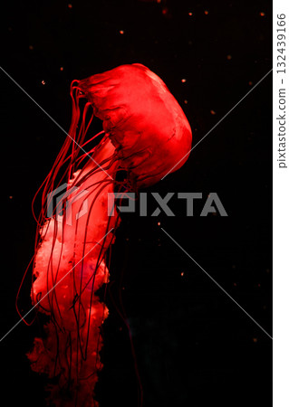 Pacific sea nettles, aquatic animals in the sea 132439166