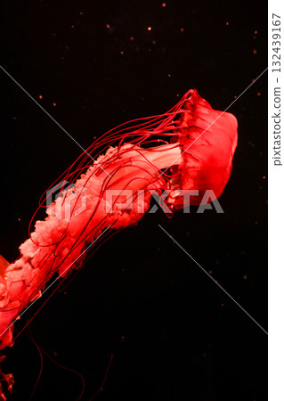 Pacific sea nettles, aquatic animals in the sea 132439167