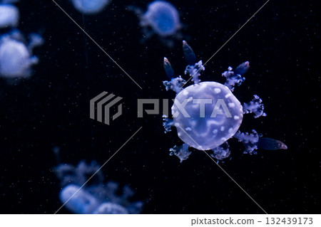 Marbled Jellyfish, aquatic animals in the sea 132439173