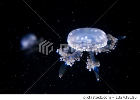Marbled Jellyfish, aquatic animals in the sea 132439186