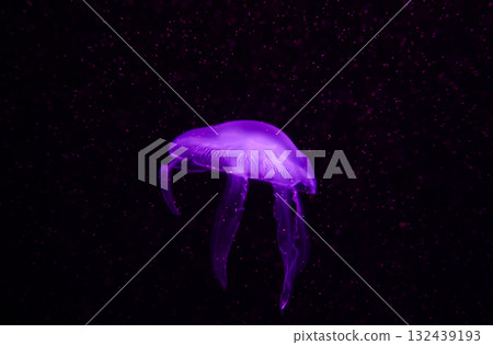 Moon jellyfish, aquatic animals in the sea Moon jellyfish, aquatic animals in the sea 132439193