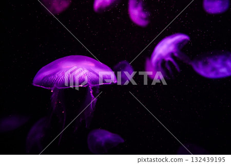Moon jellyfish, aquatic animals in the sea Moon jellyfish, aquatic animals in the sea 132439195