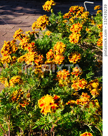 Setouchi scenery and flowers Setouchi scenery and flowers 132439239