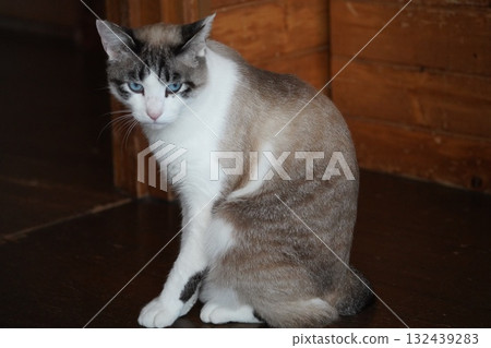 Blue-eyed Sakura Cat 132439283