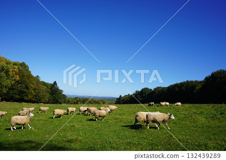 Sheep grazing peacefully 132439289
