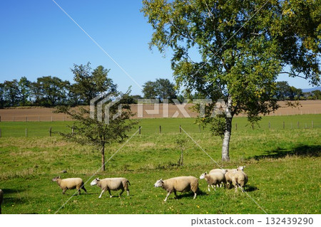 Sheep's March 132439290