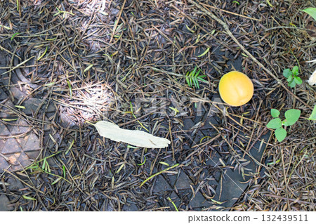 Fruits fallen to the ground 132439511