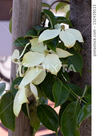  White flower 132439513