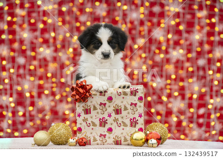 Cute Australian Shepherd puppy sitting inside a decorated Christmas gift box surrounded by golden ornaments and candy canes. The red festive background with glowing lights adds. Cute Australian Shepherd puppy sitting inside a decorated Christmas gift box surrounded by golden ornaments and candy canes. The red festive background with glowing lights adds. 132439517
