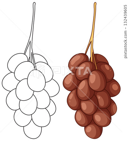 Red Grapes Bunch Illustration with Outline and Color Versions 132439605