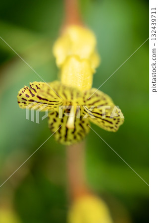 Solenophora thustrensis 132439711