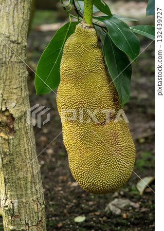 Fruit of jackfruit 132439727