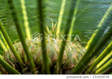 Kikas · Seamensis 132439739