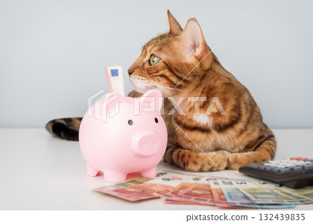 Bengal cat with piggy bank, calculator and money on minimalistic background 132439835