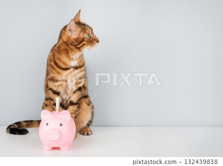 Bengal cat with a pink piggy bank on a minimalist background 132439838