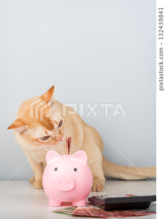 Burmese cat with piggy bank, calculator and money on minimalist background 132439841