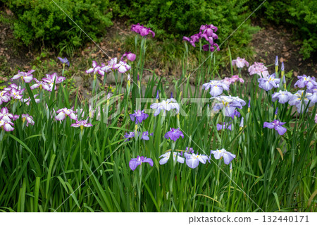 初夏鳶尾花盛開的景色 初夏鳶尾花盛開的景色 132440171