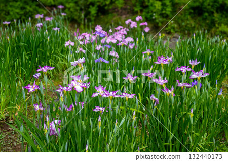 Early summer scenery with irises in bloom Early summer scenery with irises in bloom 132440173