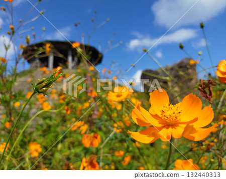 秋天天空中閃耀的橙色波斯菊 132440313