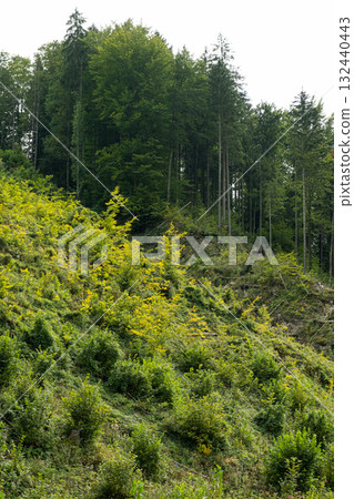 Traditional Alpine Forest. Tall Coniferous Trees and Peaceful Mountain Nature 132440443
