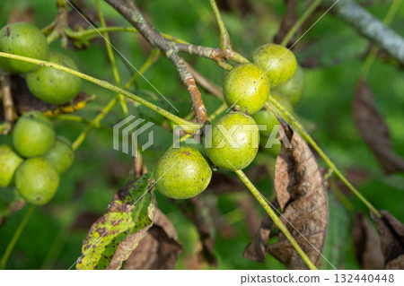 Fresh Unripe Walnuts in Green Husk on Branch Fresh Unripe Walnuts in Green Husk on Branch 132440448