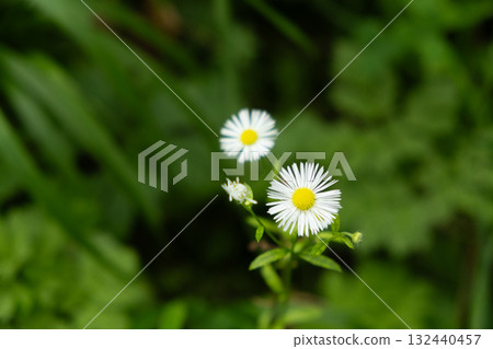 Erigeron annuus Annual Fleabane Blooming in Meadow 132440457