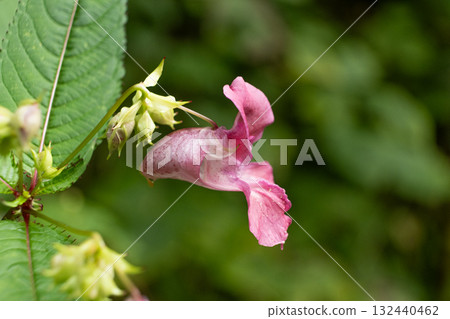 Close-up of Himalayan balsam flowers blooming in a natural habitat 132440462