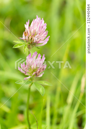 Blooming Clover Close-Up, Summer Nature Macro Blooming Clover Close-Up, Summer Nature Macro 132440464