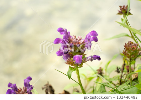 Wild Prunella vulgaris Blooming in Mountain Grassland Wild Prunella vulgaris Blooming in Mountain Grassland 132440482