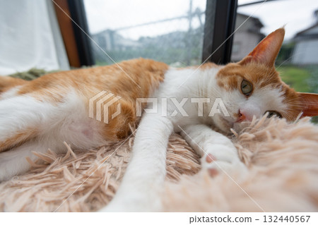 A cat relaxing by the window Brown tiger white A cat relaxing by the window Brown tiger white 132440567