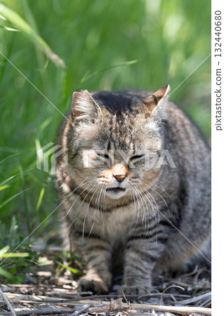 Stray cat in the bush Stray cat in the bush 132440680