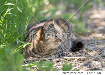 Stray cat in the bush 132440683