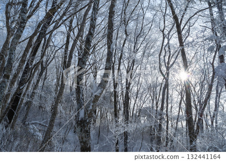 Beautiful hoarfrost forest Beautiful hoarfrost forest 132441164