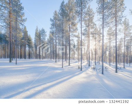 Winter landscape in the forest. Trees covered with snow. Sun rays through the trees. 132441192