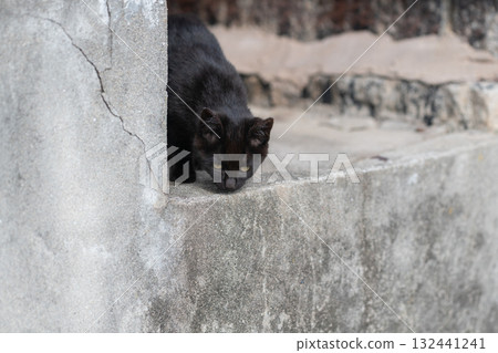 可愛的小貓在陰影中凝視 可愛的小貓在陰影中凝視 132441241