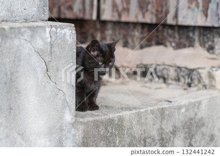 可愛的小貓在陰影中凝視 132441242