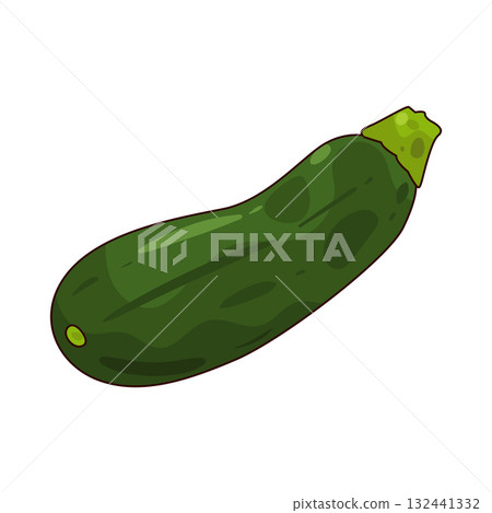 illustration of Zucchini illustration of Zucchini 132441332