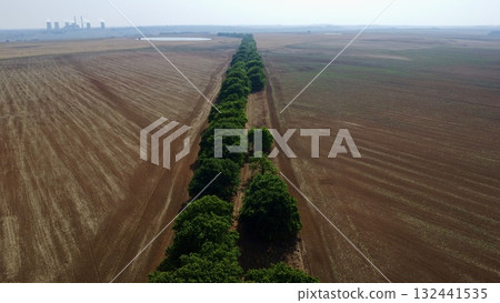 Aerial View of Oak trees 132441535