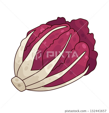 illustration of Radicchio 132441657