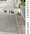 Neighborhood cat and kitten 132441751