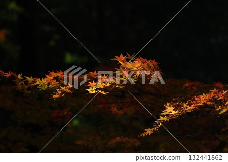 Autumn leaves lighted up 132441862