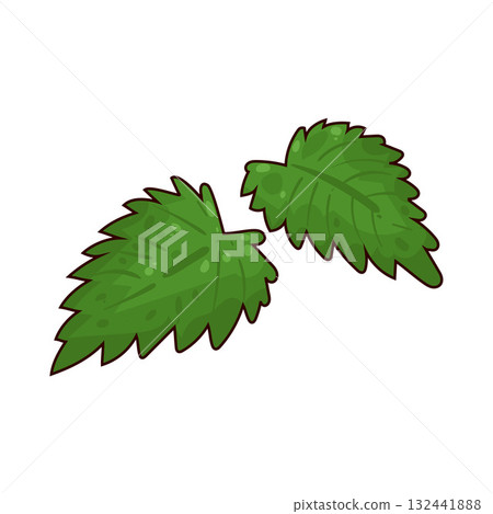 illustration of Nettle illustration of Nettle 132441888