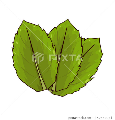 illustration of Mint 132442071