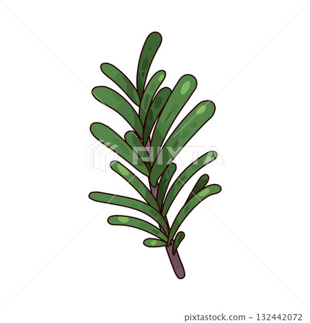 illustration of Rosemary illustration of Rosemary 132442072