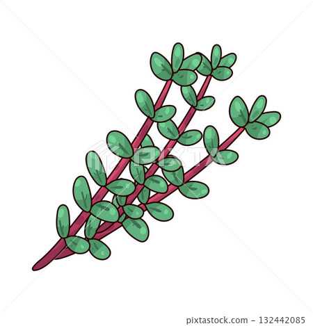 illustration of Thyme 132442085