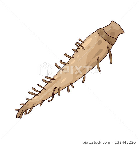 illustration of Salsify illustration of Salsify 132442220