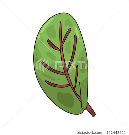 illustration of Malabar Spinach illustration of Malabar Spinach 132442221